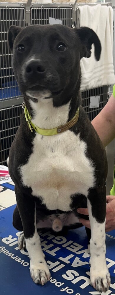 Louis, an adoptable American Bulldog in Dawson, GA, 31742 | Photo Image 2