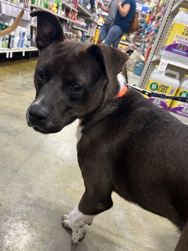 Louis, an adoptable American Bulldog in Dawson, GA, 31742 | Photo Image 2