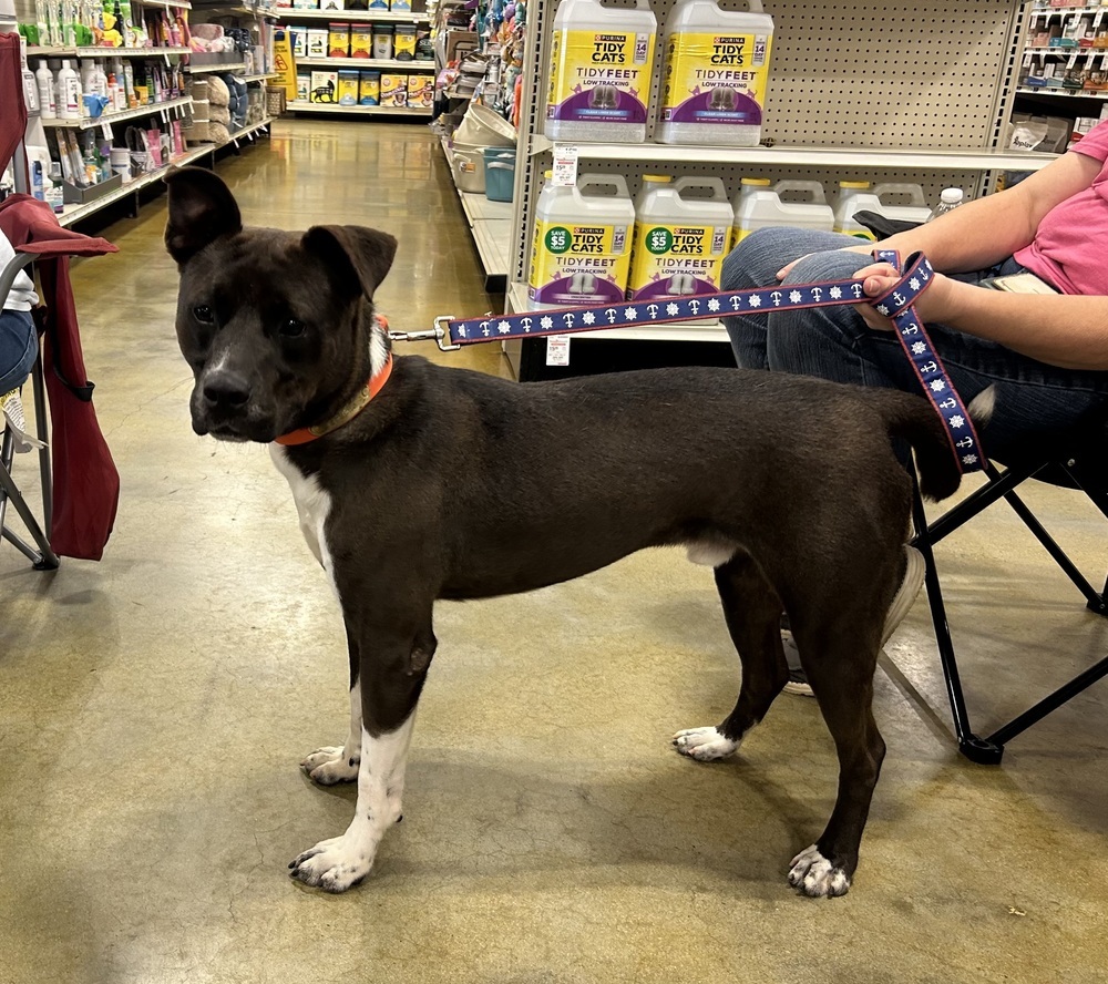 Louis, an adoptable American Bulldog in Dawson, GA, 31742 | Photo Image 3