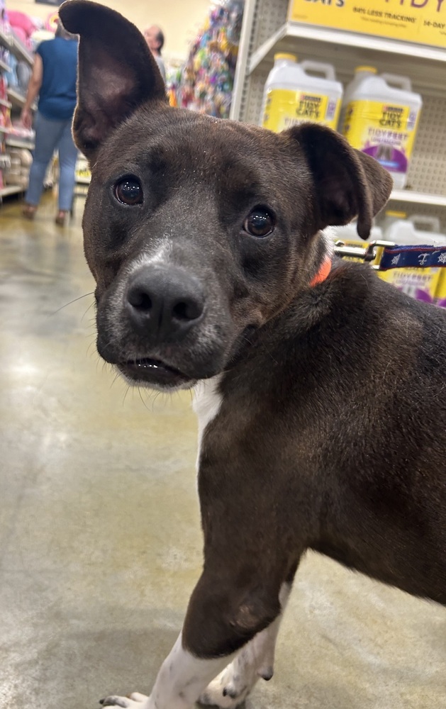 Louis, an adoptable American Bulldog in Dawson, GA, 31742 | Photo Image 3