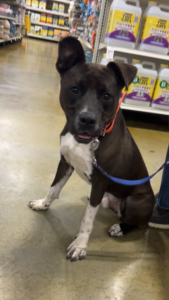 Louis, an adoptable American Bulldog in Dawson, GA, 31742 | Photo Image 5