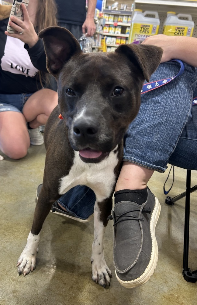 Louis, an adoptable American Bulldog in Dawson, GA, 31742 | Photo Image 5
