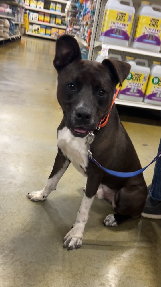 Louis, an adoptable American Bulldog in Dawson, GA, 31742 | Photo Image 6