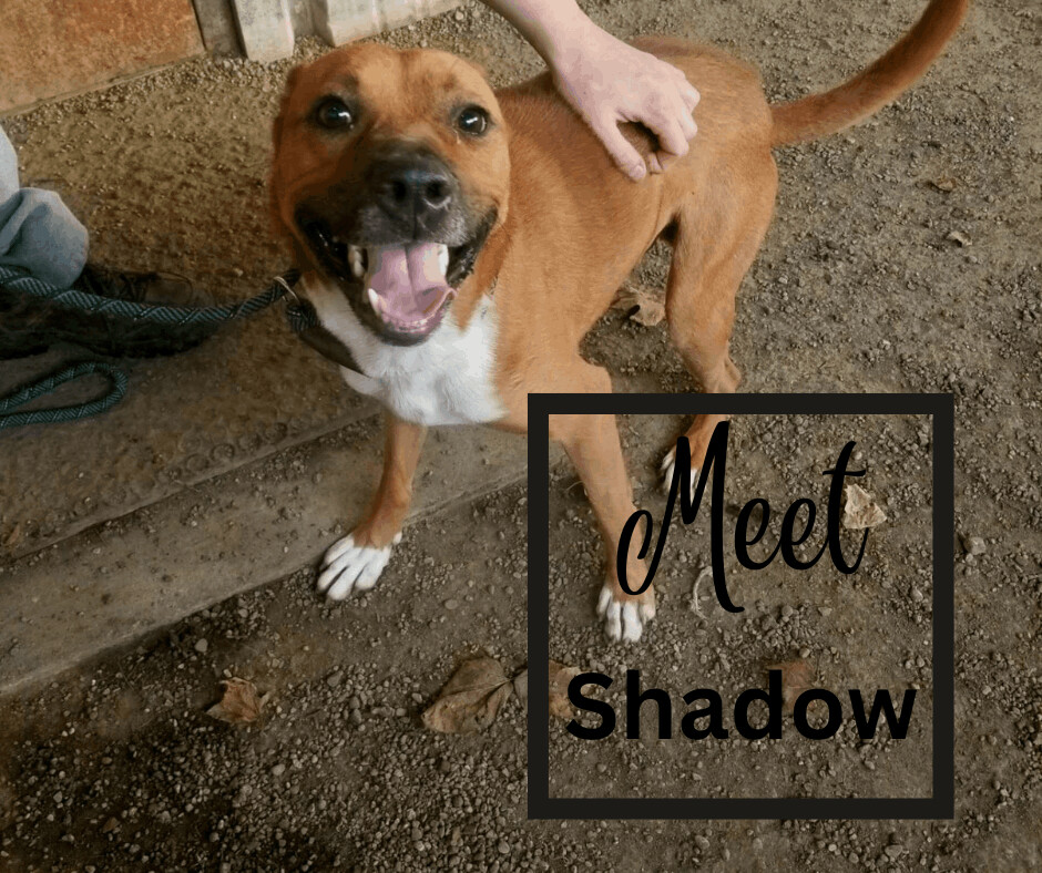 Dog for adoption Shadow, a Shepherd & Pit Bull Terrier Mix in Marion