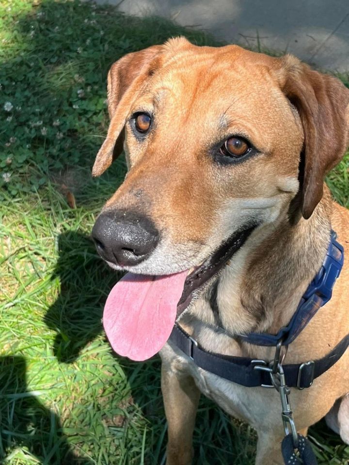 Hank aka Dash, an adoptable Labrador Retriever & Hound Mix in Burnsville, NC_image-1