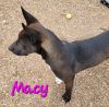 Macy