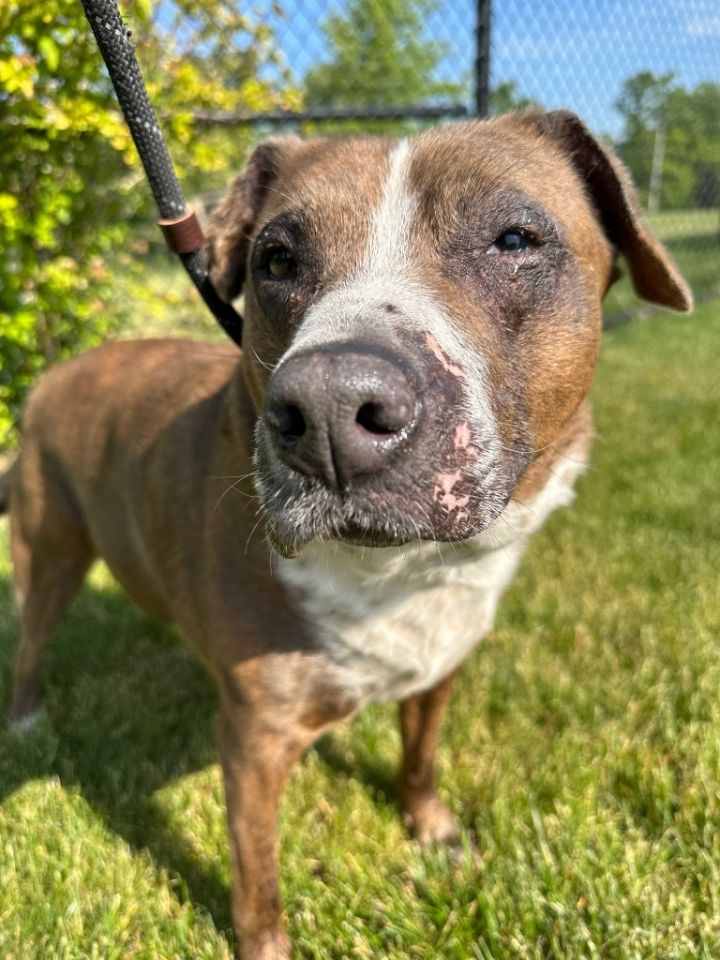 LAYA, an adoptable Pit Bull Terrier in Wintersville, OH_image-1