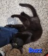 Buzz (UPDATE)