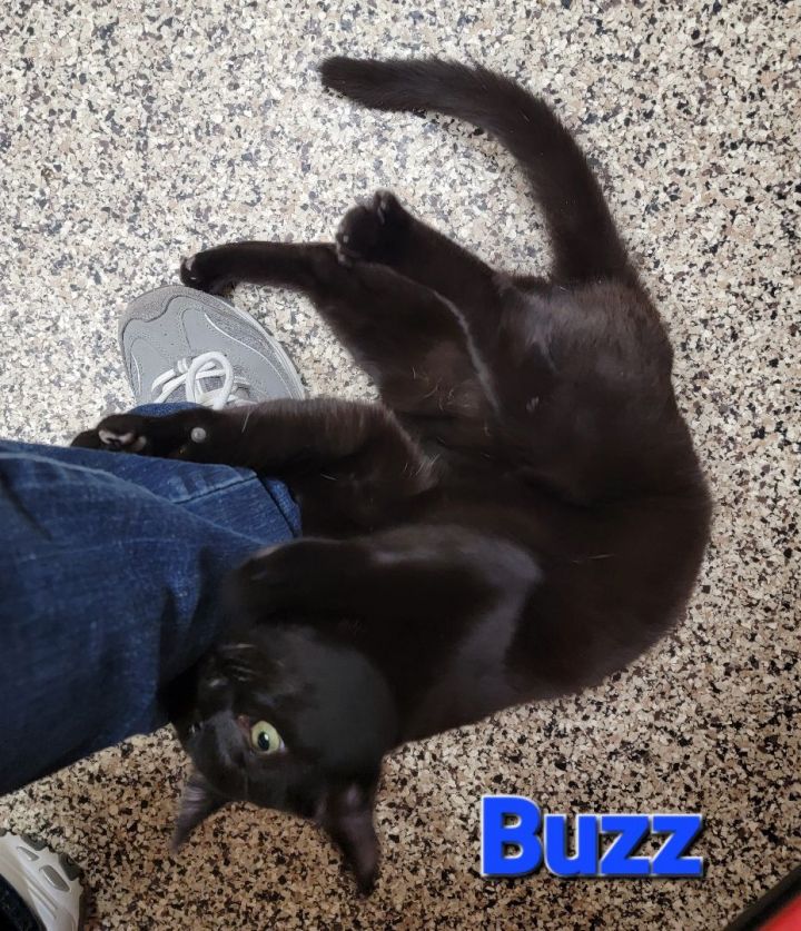 Buzz (UPDATE) 3