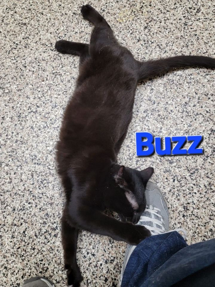 Buzz (UPDATE), an adoptable Domestic Short Hair in Madras, OR_image-4