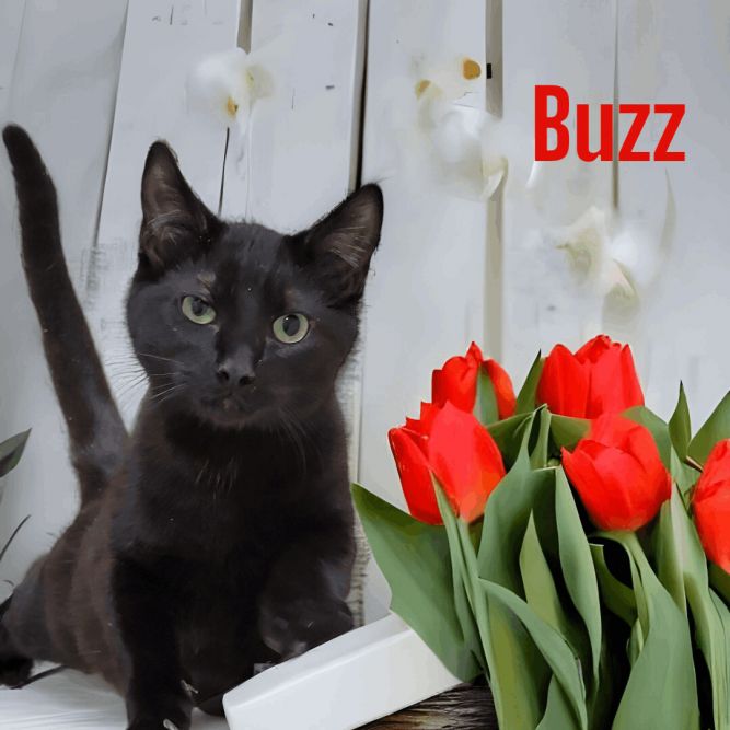 Buzz (UPDATE)