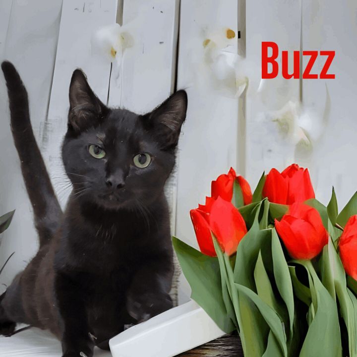 Buzz (UPDATE), an adoptable Domestic Short Hair in Madras, OR_image-1