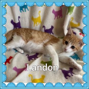 Pets for Adoption at Pound Pullers of Lebanon, MO, Inc, in Lebanon, MO |  Petfinder