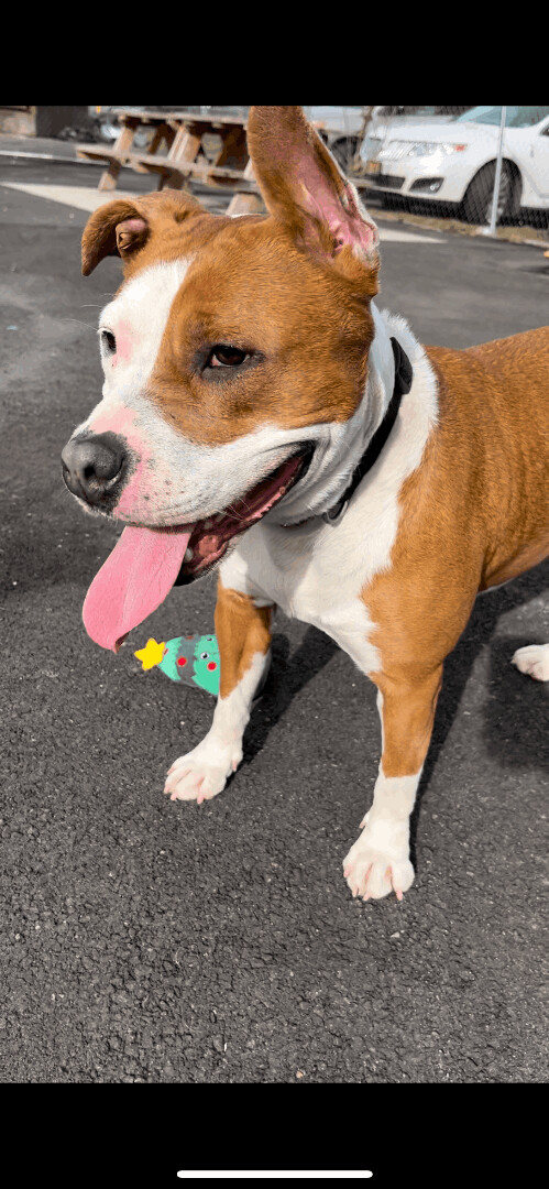 Cea, an adoptable Pit Bull Terrier Mix in Plainfield, NJ_image-1