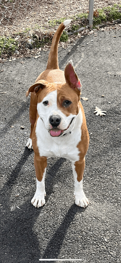 Cea, an adoptable Pit Bull Terrier Mix in Plainfield, NJ_image-4