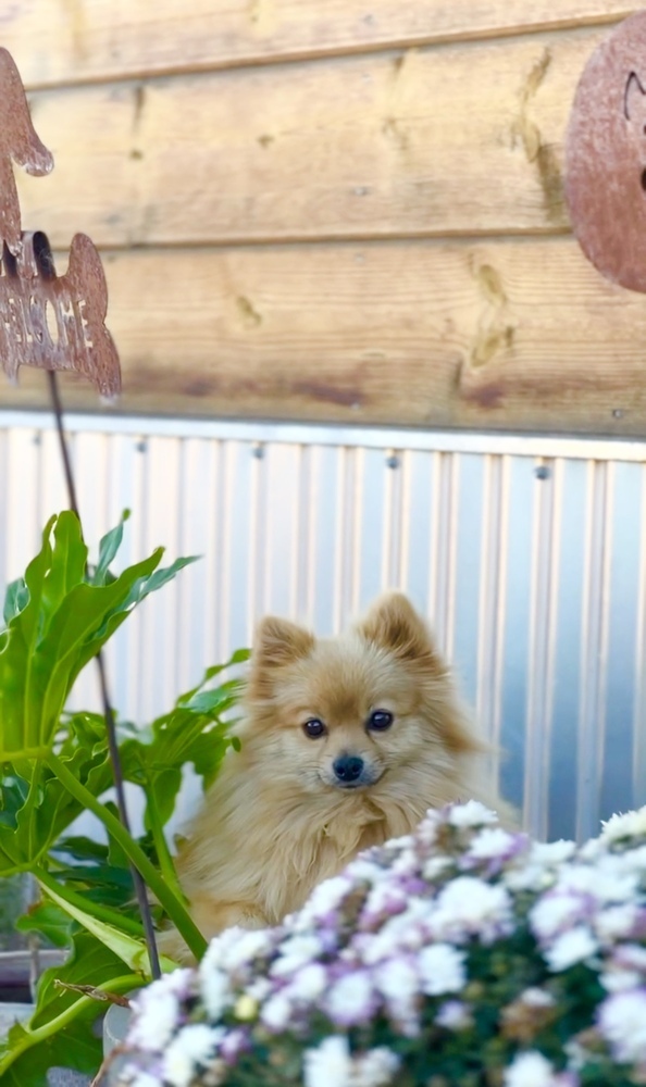 Sampson, an adoptable Pomeranian in Hereford, AZ, 85615 | Photo Image 1