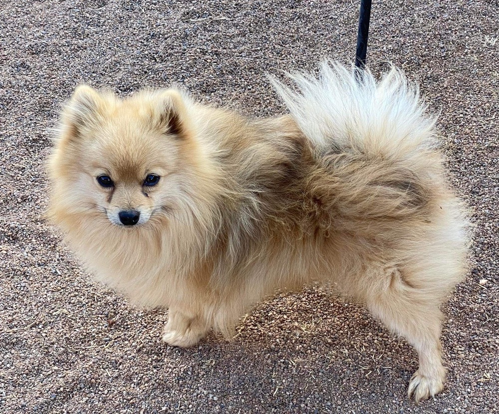 Sampson, an adoptable Pomeranian in Hereford, AZ, 85615 | Photo Image 2