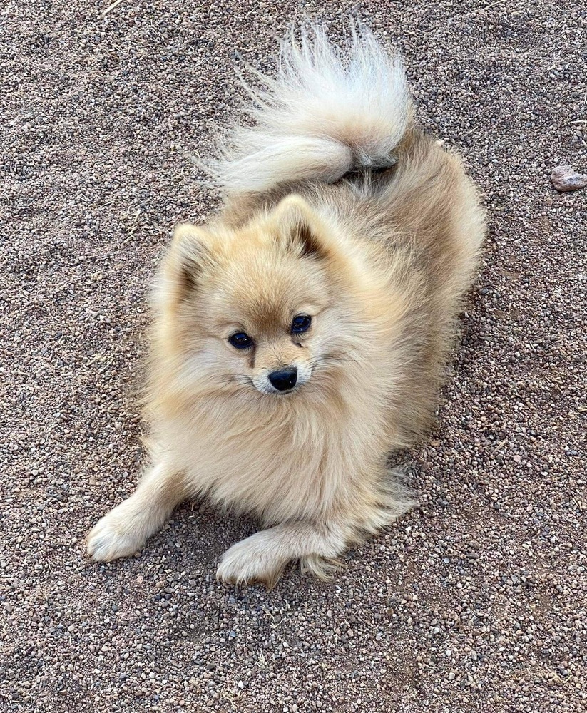 Sampson, an adoptable Pomeranian in Hereford, AZ, 85615 | Photo Image 3