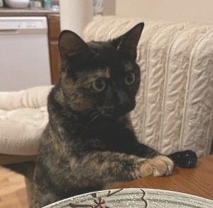 Cat for adoption - Gracie, a Domestic Short Hair in Melrose, MA | Petfinder