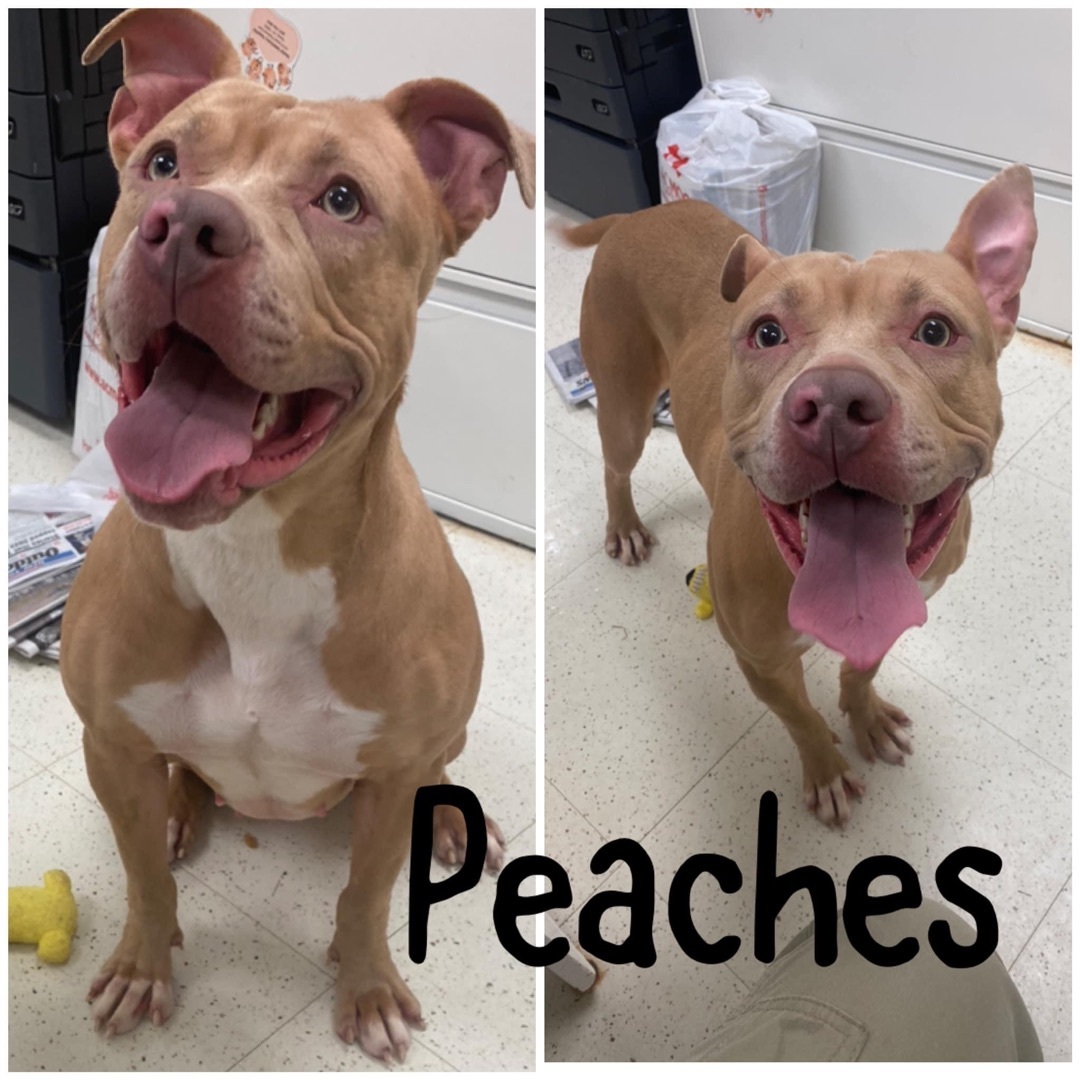 Peaches, an adoptable Pit Bull Terrier in Binghamton, NY, 13905 | Photo Image 1