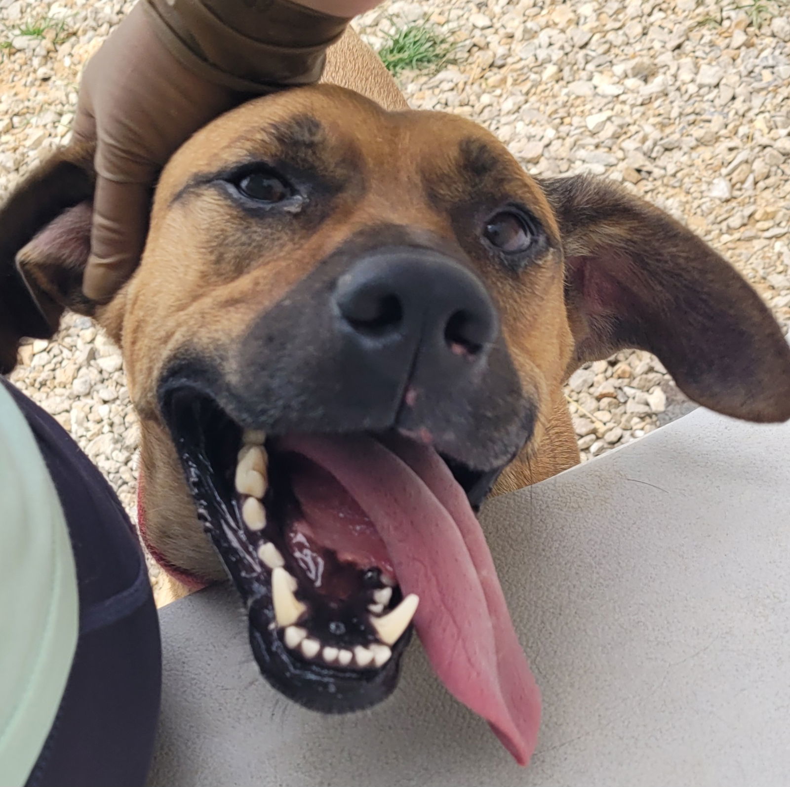 Red, an adoptable Black Mouth Cur, Boerboel in Stover, MO, 65078 | Photo Image 1