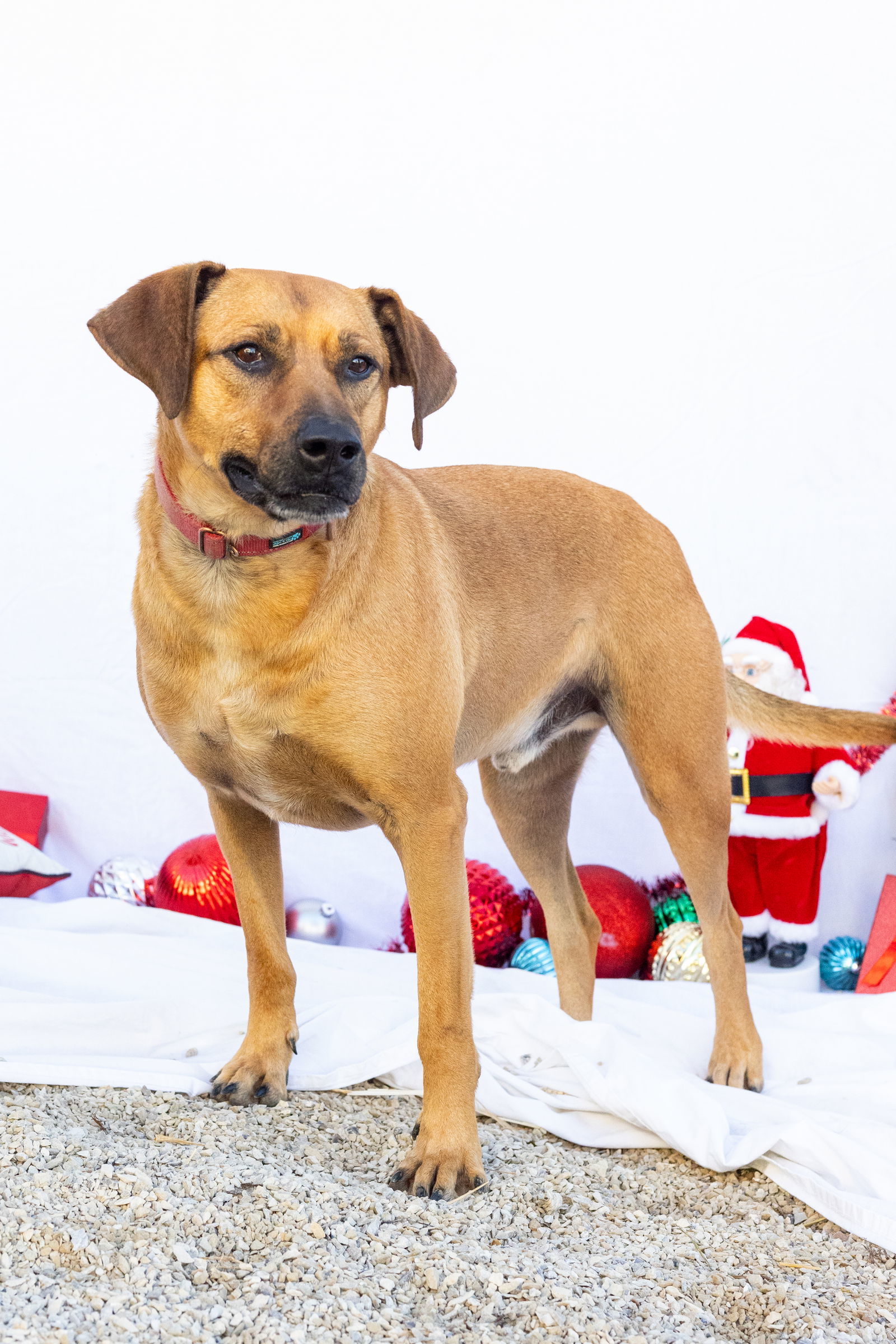 Red, an adoptable Black Mouth Cur, Boerboel in Stover, MO, 65078 | Photo Image 1