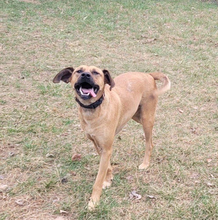 Red, an adoptable Black Mouth Cur, Boerboel in Stover, MO, 65078 | Photo Image 3