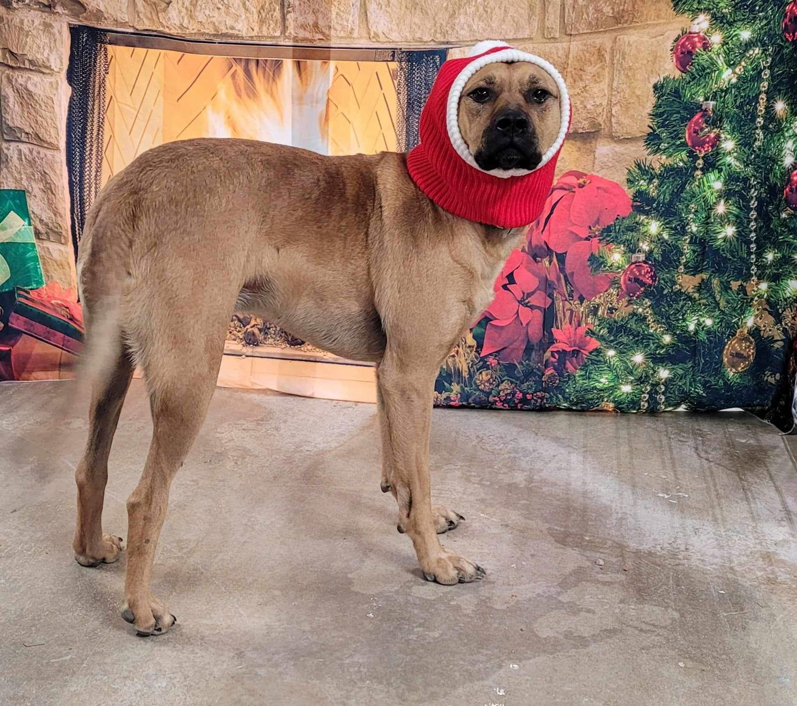 Red, an adoptable Black Mouth Cur, Boerboel in Stover, MO, 65078 | Photo Image 3