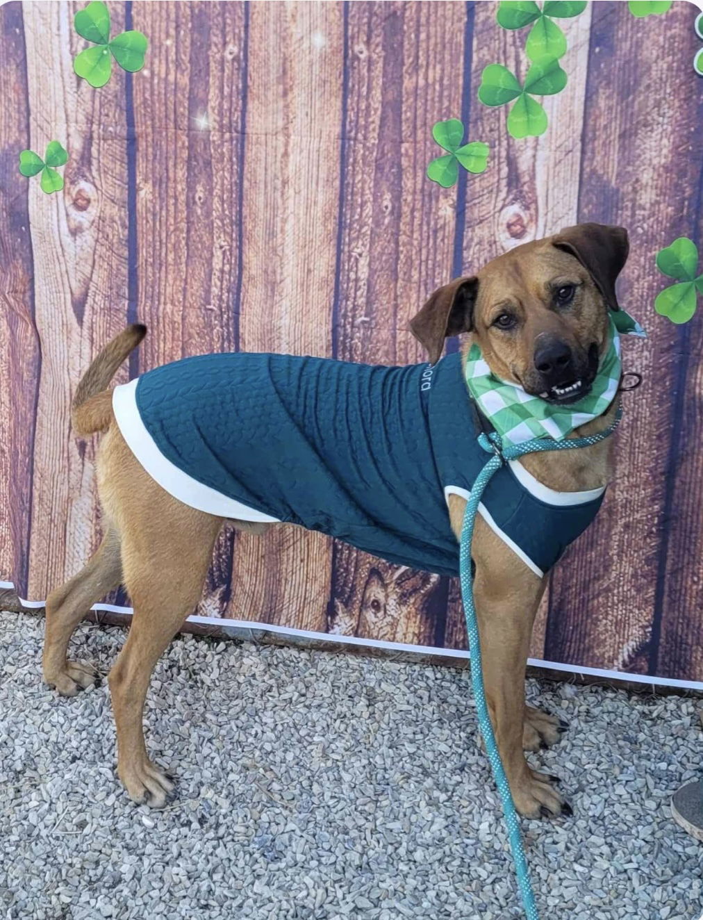 Red, an adoptable Black Mouth Cur, Boerboel in Stover, MO, 65078 | Photo Image 3