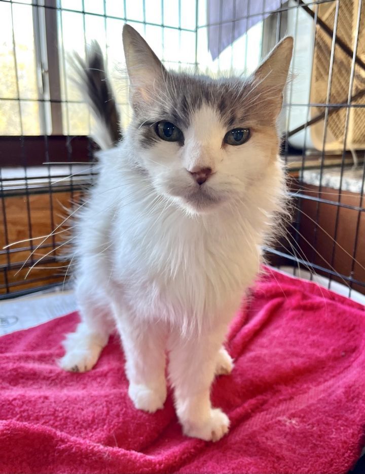 Sophie, an adoptable Domestic Long Hair & Dilute Calico Mix in Marble Falls, TX_image-1