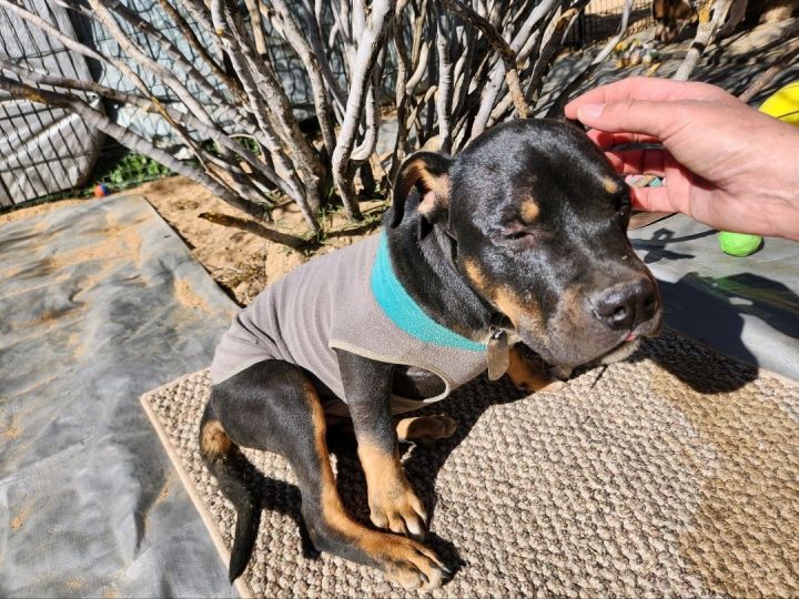 Dog for adoption - Koa , a French Bulldog Mix in Seal Beach, CA | Petfinder