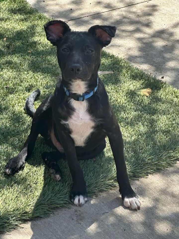 Flat coated hotsell retriever pitbull mix