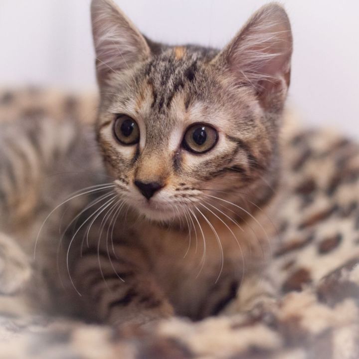 Cara, an adopted Torbie & Domestic Short Hair Mix in Ponte Vedra, FL_image-3