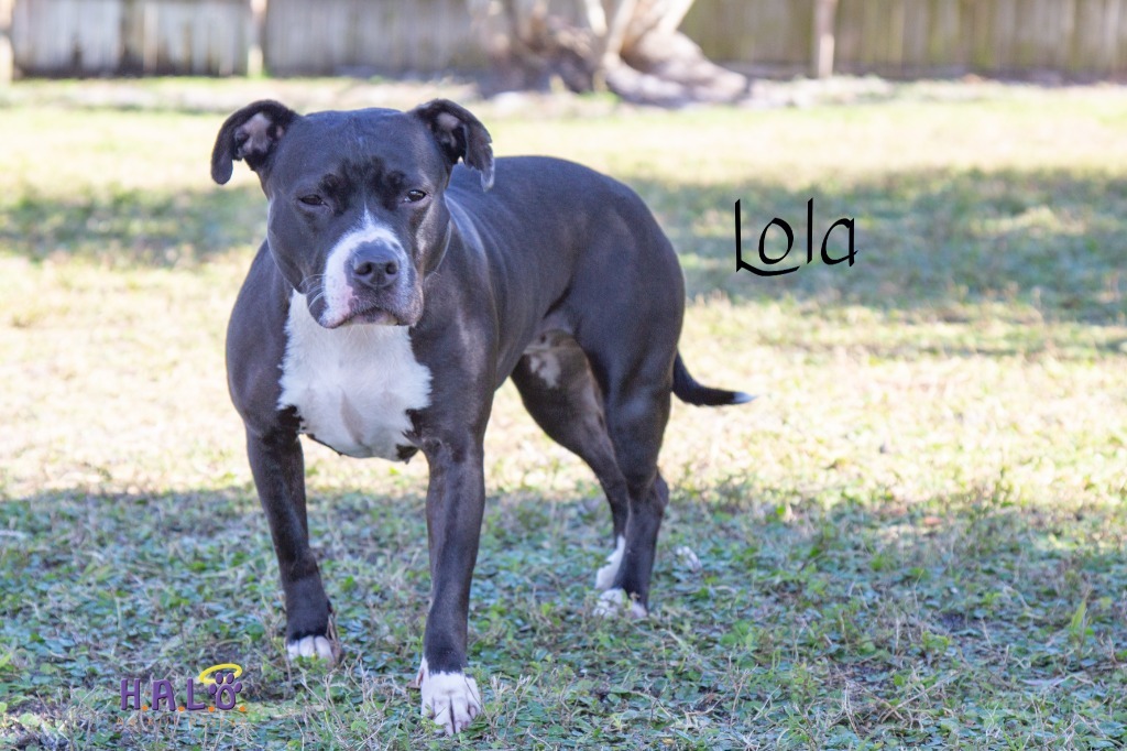 Lola, an adoptable Pit Bull Terrier in Sebastian, FL, 32958 | Photo Image 2