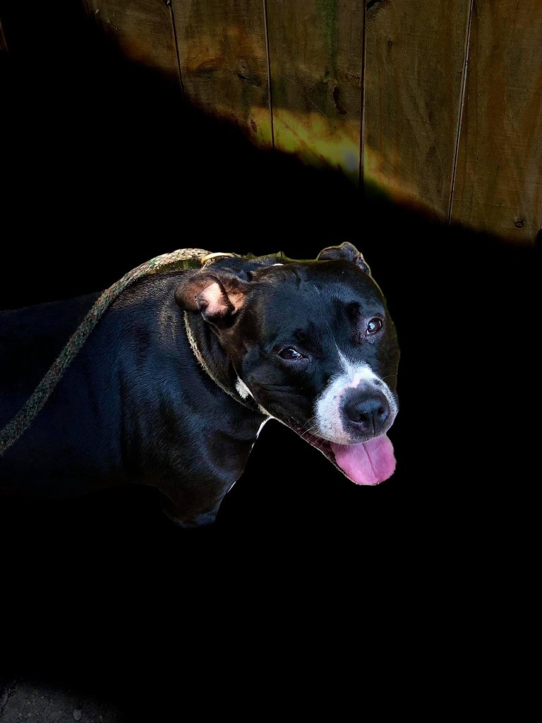 Lola, an adoptable Pit Bull Terrier in Sebastian, FL, 32958 | Photo Image 3