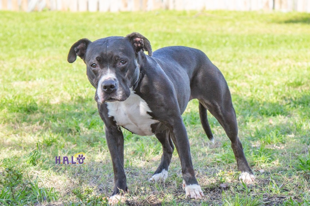 Lola, an adoptable Pit Bull Terrier in Sebastian, FL, 32958 | Photo Image 4