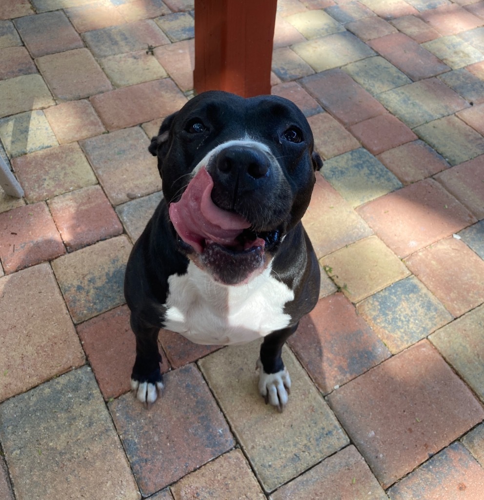 Lola, an adoptable Pit Bull Terrier in Sebastian, FL, 32958 | Photo Image 5