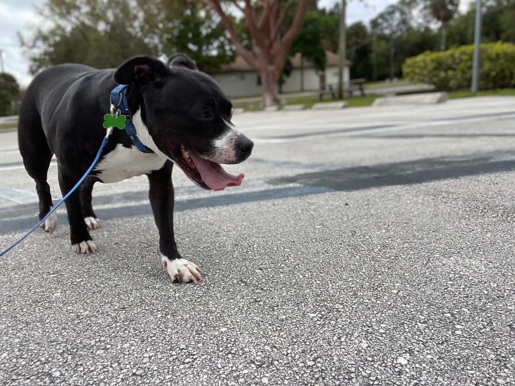 Lola, an adoptable Pit Bull Terrier in Sebastian, FL, 32958 | Photo Image 6