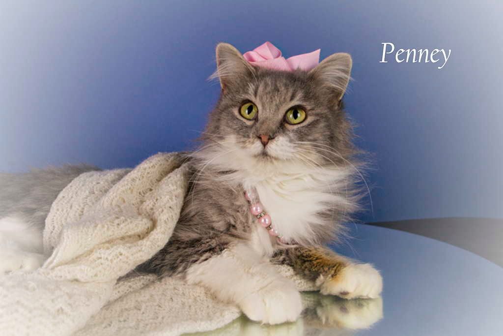 Penney, an adoptable Domestic Long Hair in York, NE, 68467 | Photo Image 2