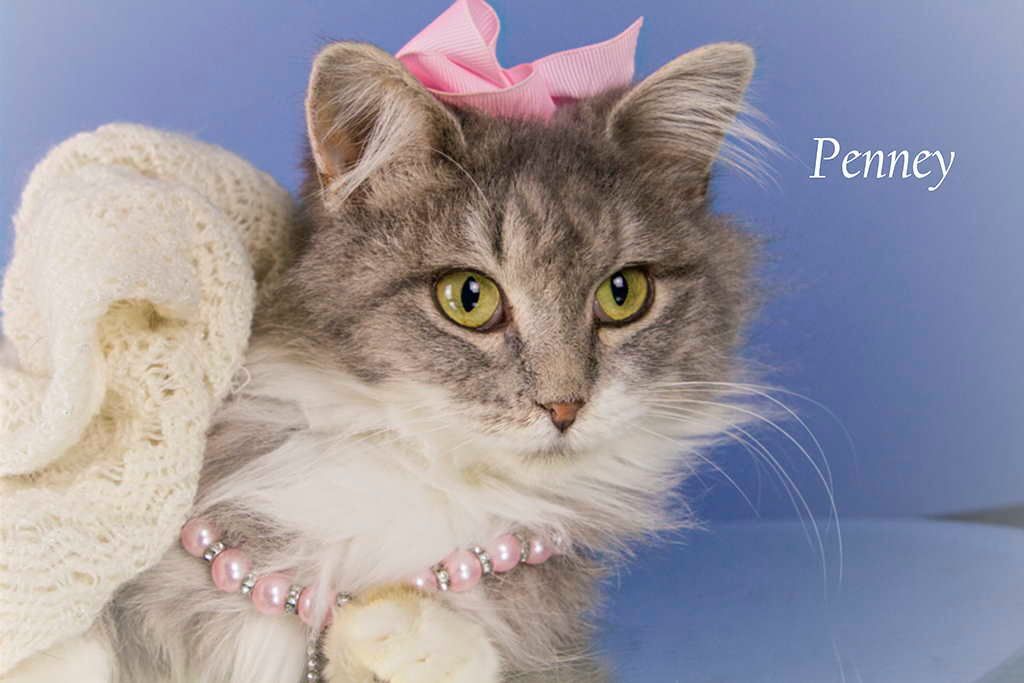 Penney, an adoptable Domestic Long Hair in York, NE, 68467 | Photo Image 3