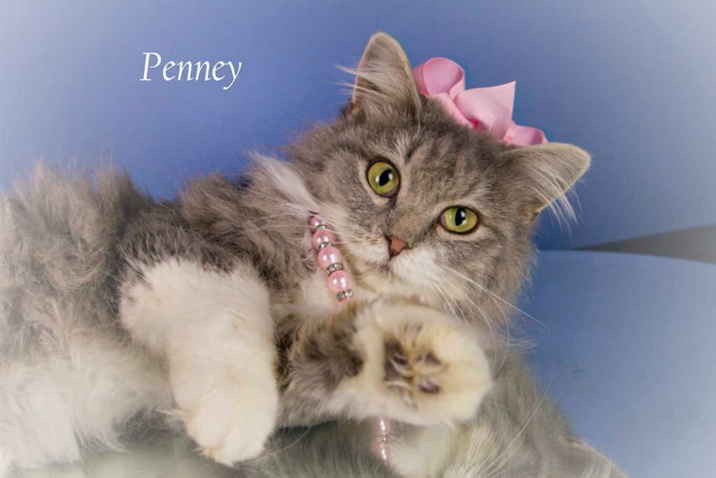 Penney, an adoptable Domestic Long Hair in York, NE, 68467 | Photo Image 4