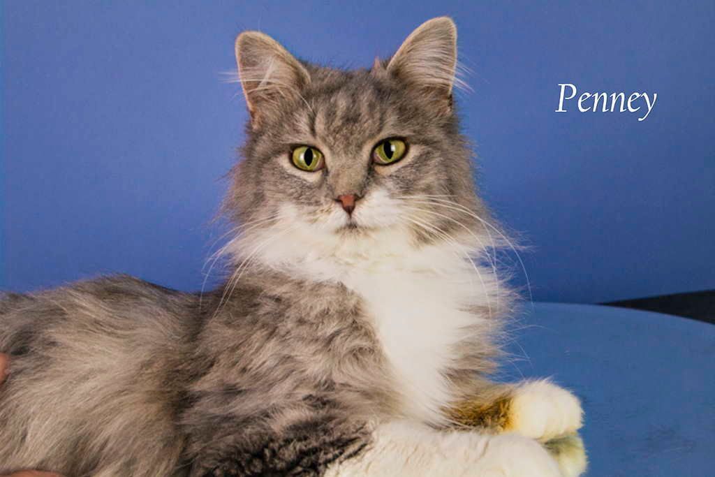 Penney, an adoptable Domestic Long Hair in York, NE, 68467 | Photo Image 1