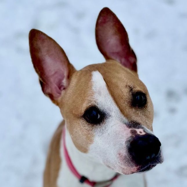 Chia, an adoptable Pit Bull Terrier Mix in Minneapolis, MN_image-2
