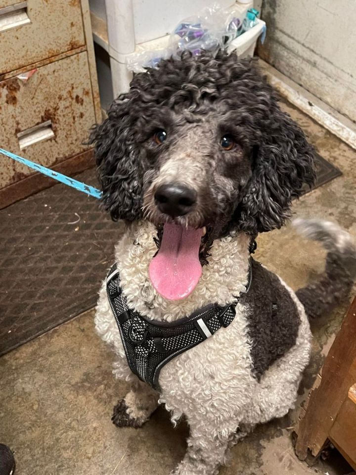 Archie *HERE IN NH*, an adopted Standard Poodle Mix in Northwood, NH_image-3