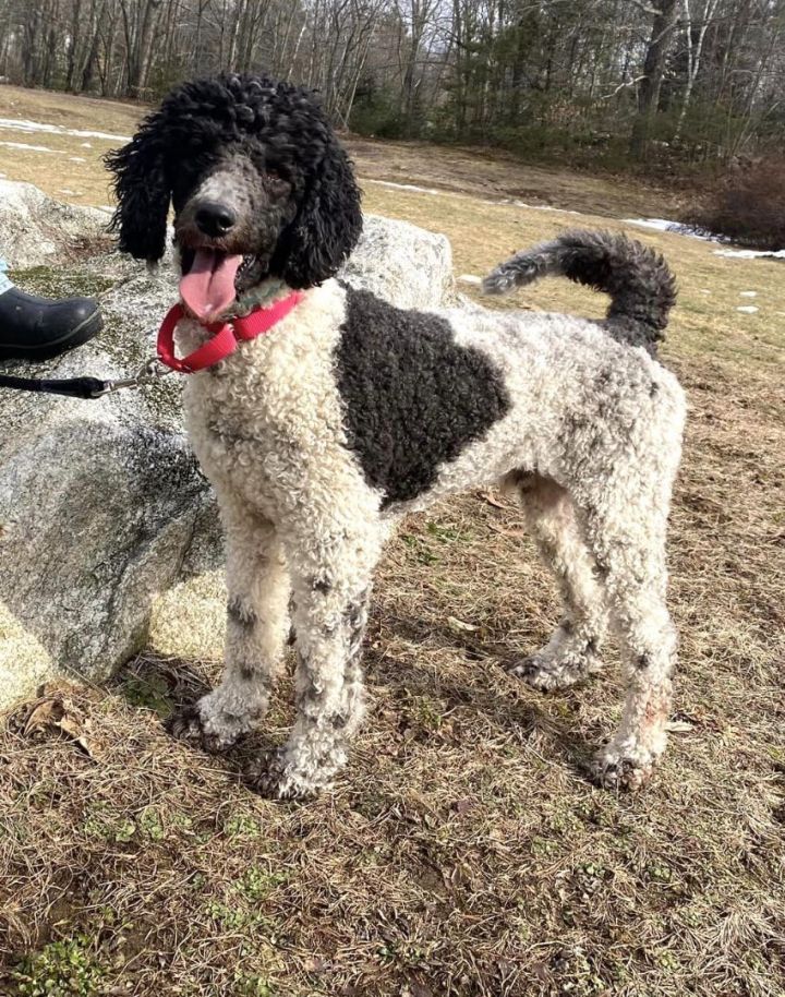 Archie *HERE IN NH*, an adopted Standard Poodle Mix in Northwood, NH_image-1