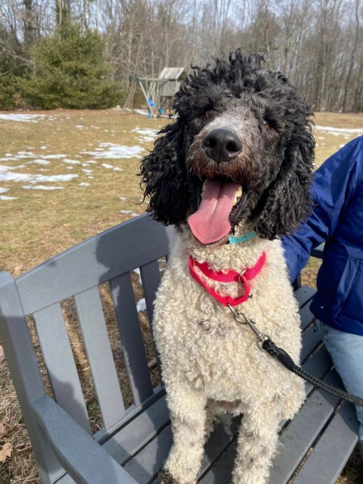 Archie *HERE IN NH*, an adopted Standard Poodle Mix in Northwood, NH_image-5
