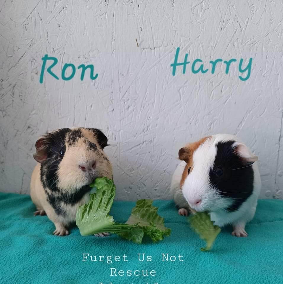 Harry & Ron