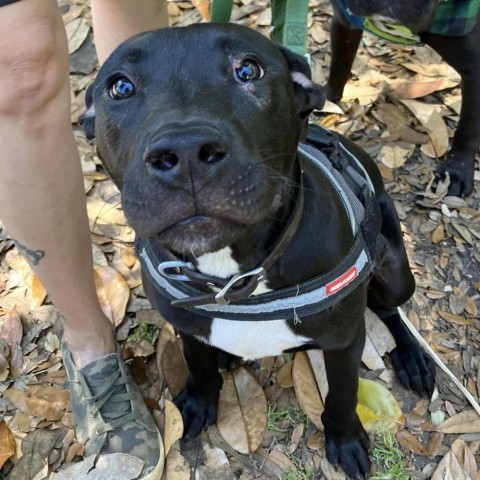 Mariano, an adoptable American Staffordshire Terrier, Black Labrador Retriever in Savannah, GA, 31406 | Photo Image 2