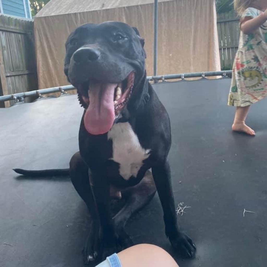 Mariano, an adoptable American Staffordshire Terrier, Black Labrador Retriever in Savannah, GA, 31406 | Photo Image 2