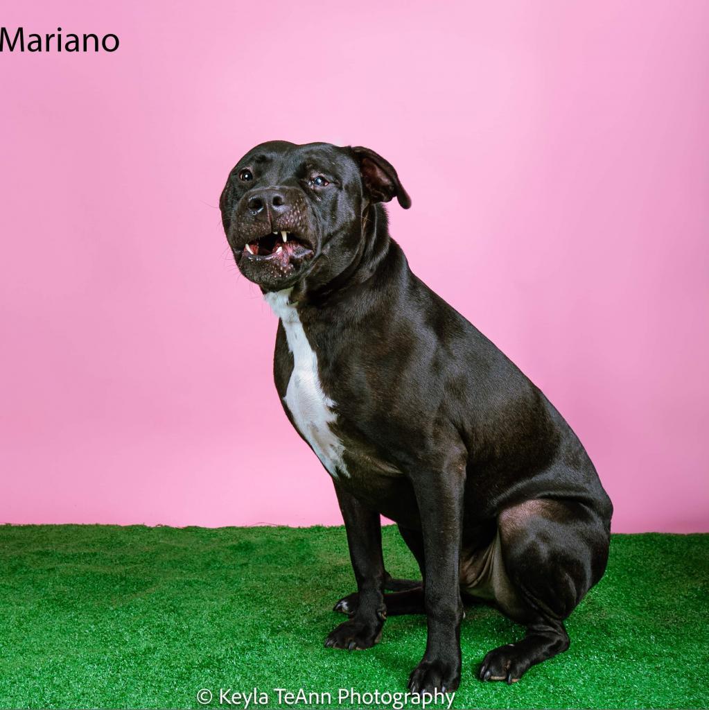 Mariano, an adoptable American Staffordshire Terrier, Black Labrador Retriever in Savannah, GA, 31406 | Photo Image 2